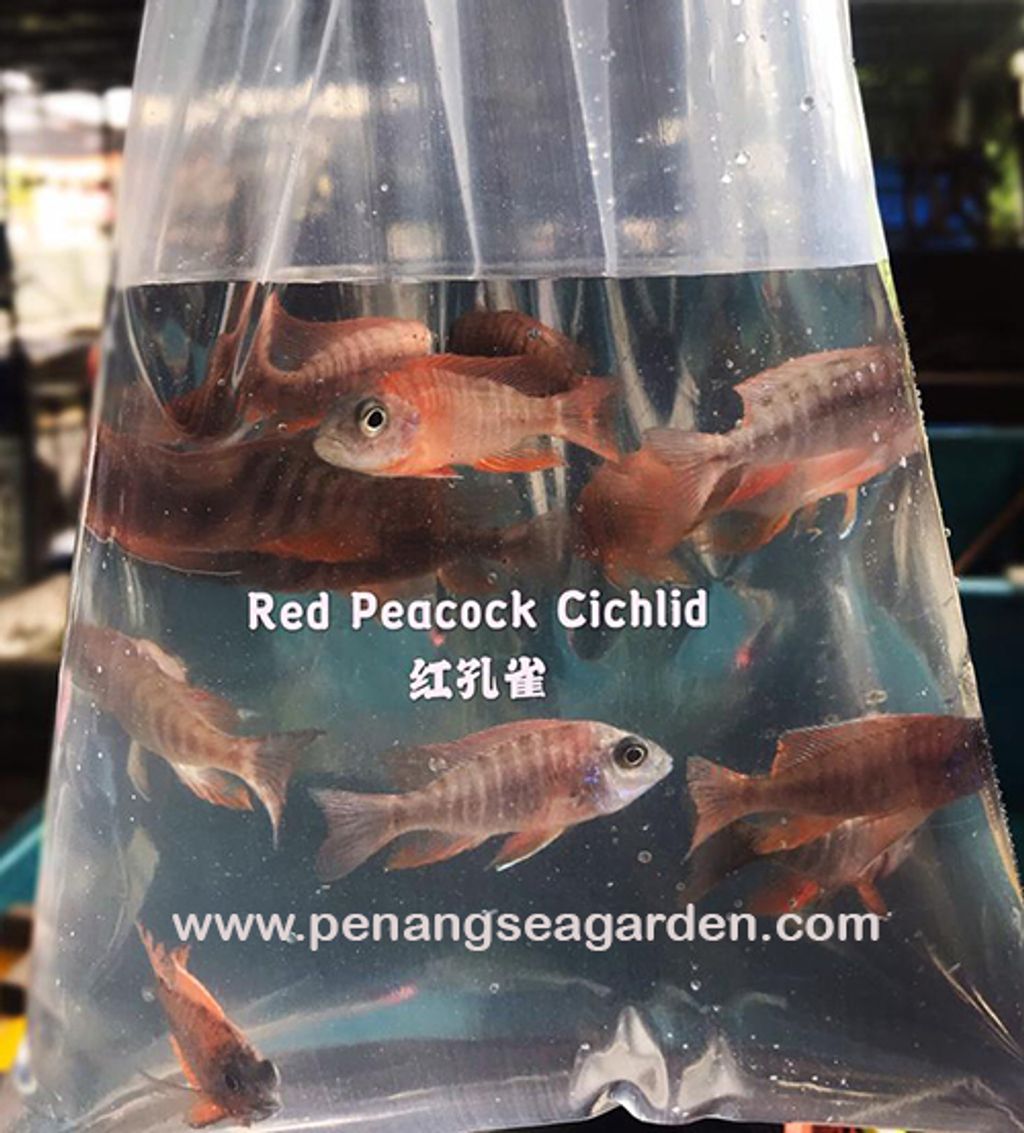 Red Peacock Cichlid 红孔雀 2inc RM6 (pack)w.jpg