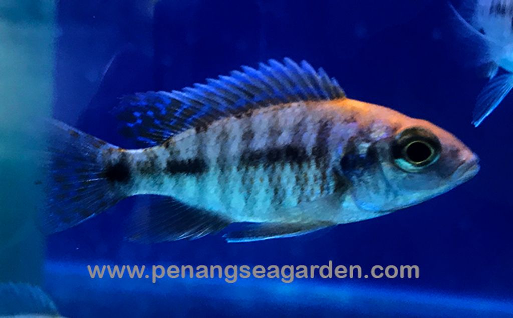 Sulfer Head Cichlid 金头孔雀RM6.80 (2)w.jpg