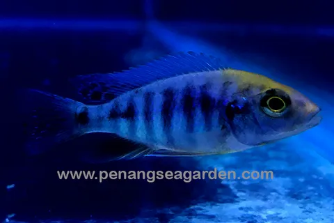 Sulfer Head Cichlid 金头孔雀RM6.80 (21)w.jpg