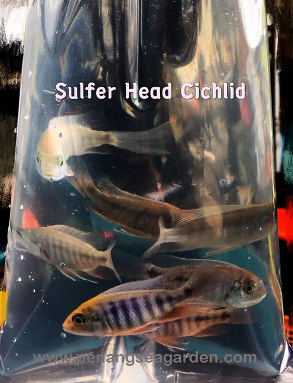 Sulfer Head Cichlid 金头孔雀RM6.80 (pack)w.jpg