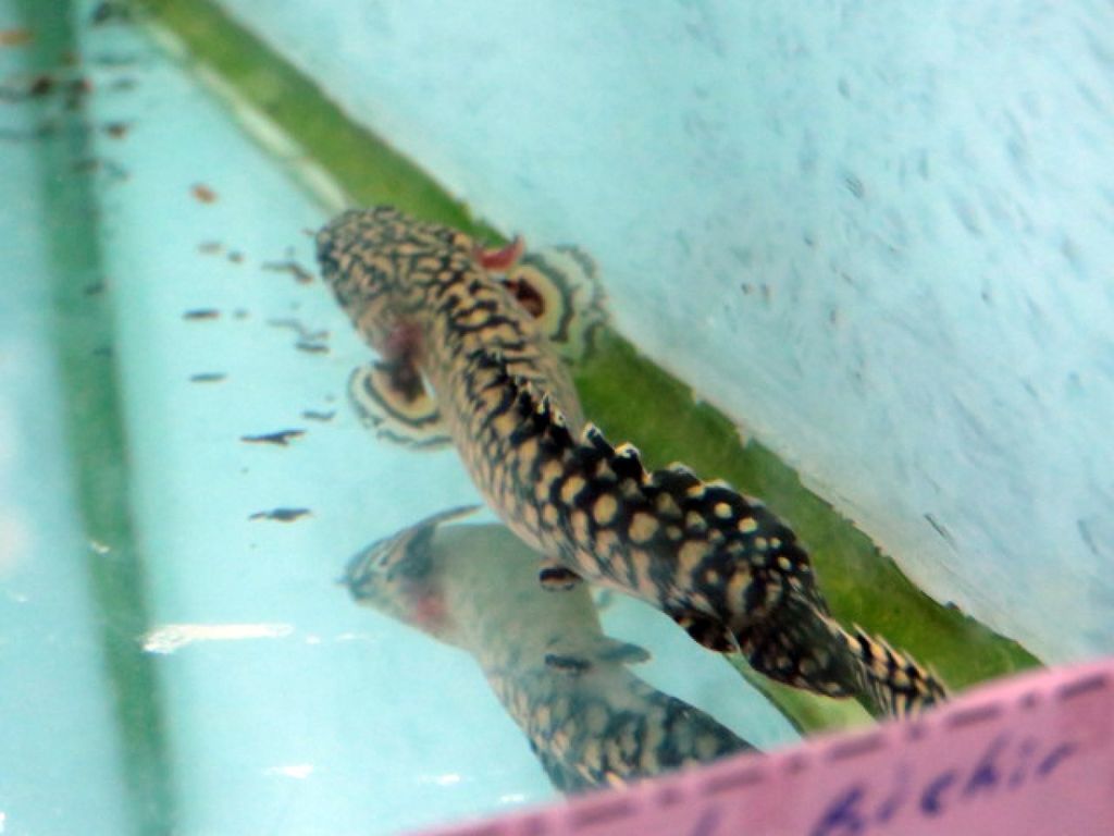 1487207915_2801167_z