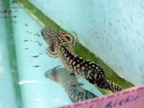 1487207915_2801167_z