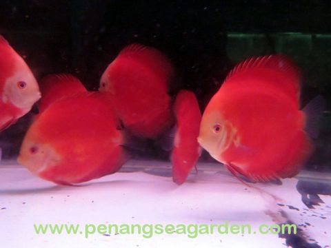 1487208324_2146698_z