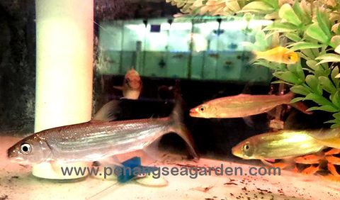 Goliath African Tigerfish(GATF) 白金孟鱼5inch RM250-01w.jpg