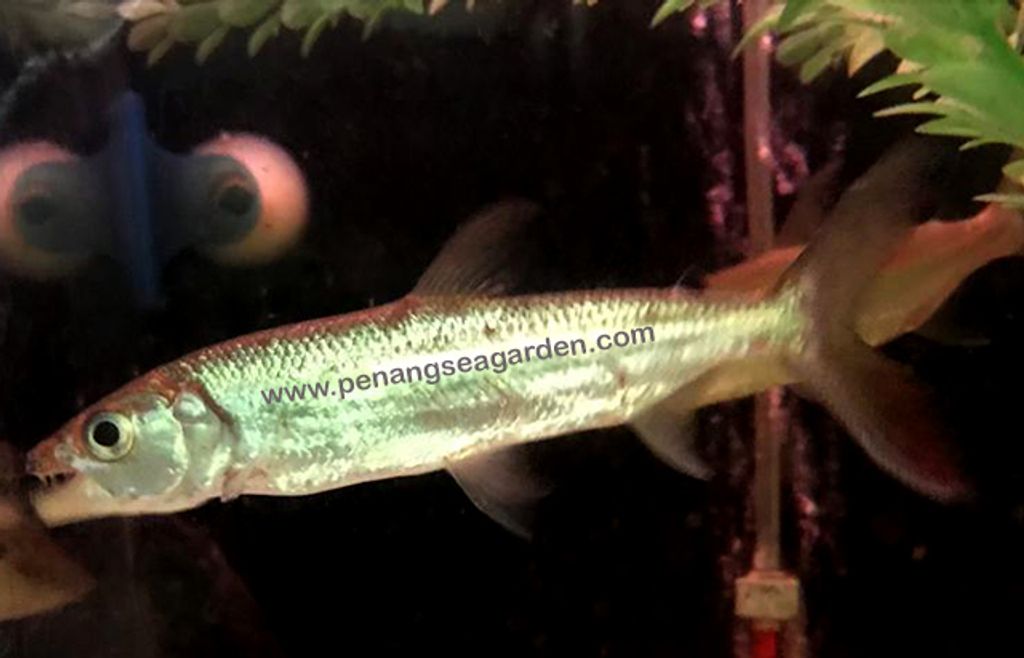 Goliath African Tigerfish(GATF) 白金孟鱼5inch RM250-09w.jpg