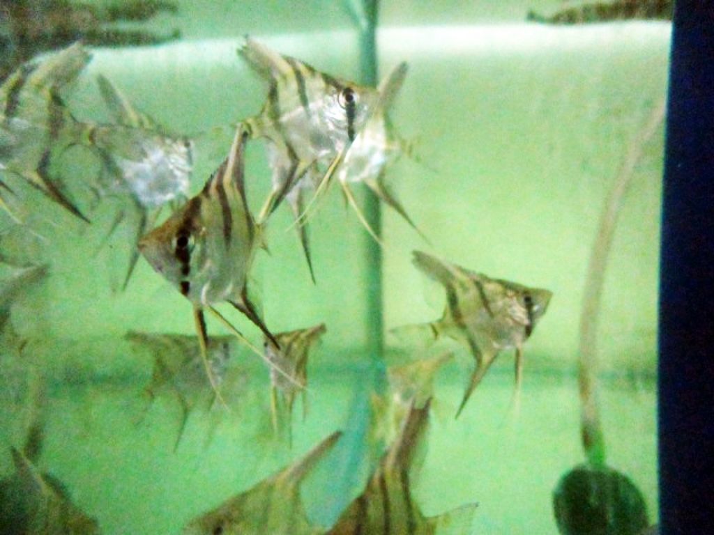 1487210044_2727815_z