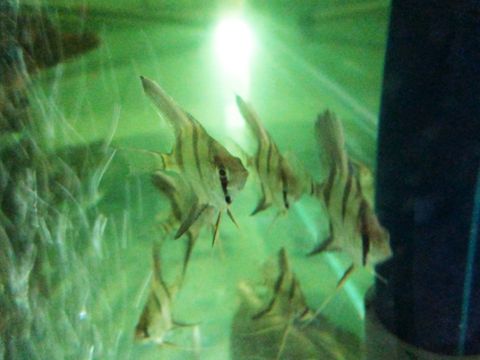 1487210044_2727816_z