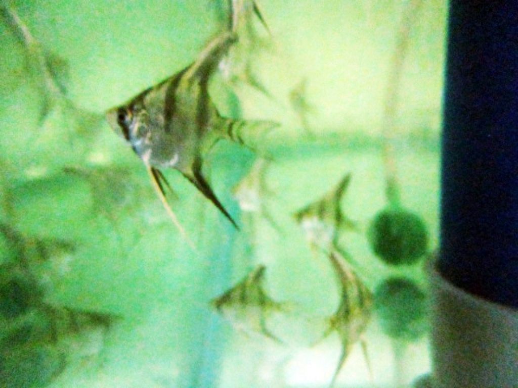 1487210044_2727817_z