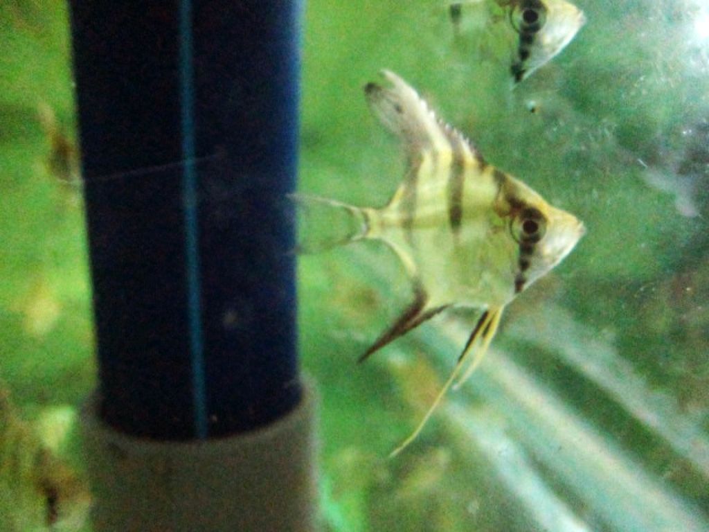 1487210044_2727819_z