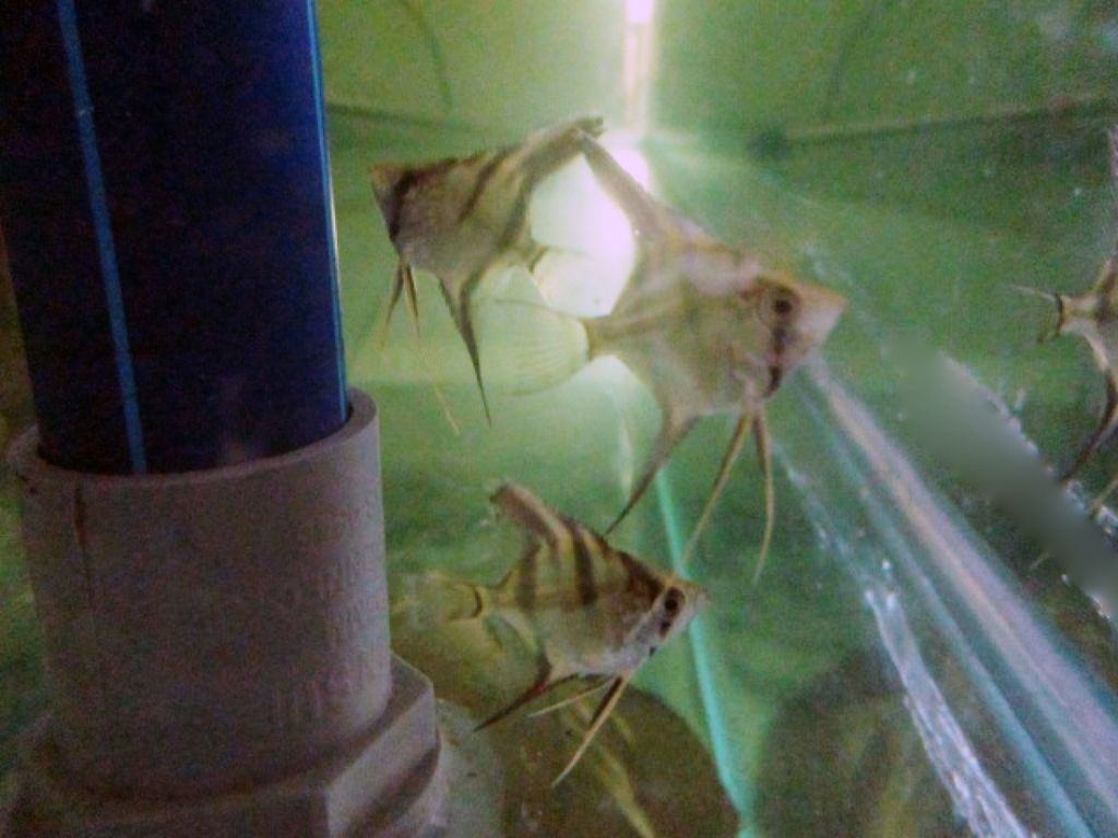 1487210044_2727820_z