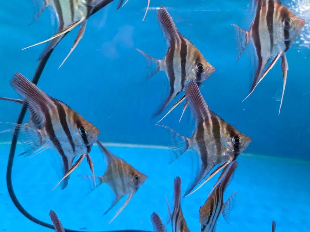 WhatsApp Image 2026-02-12 at 10.29.43 AM (1)