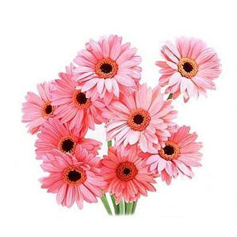 flower_17._fresh-pink-gerberas-of-bunch-flower.JPG