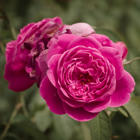 damask rose.png