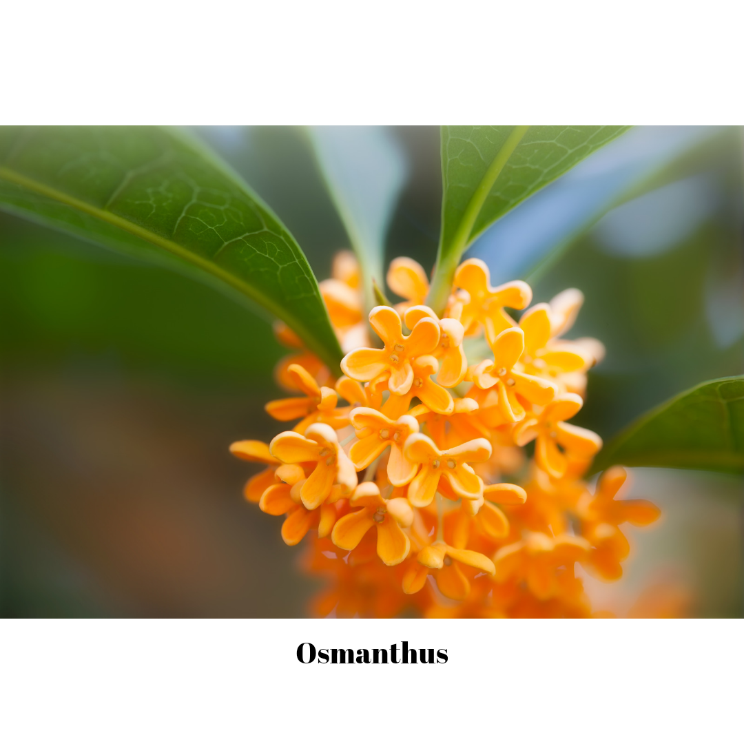 Osmanthus_20240422_195636_0003