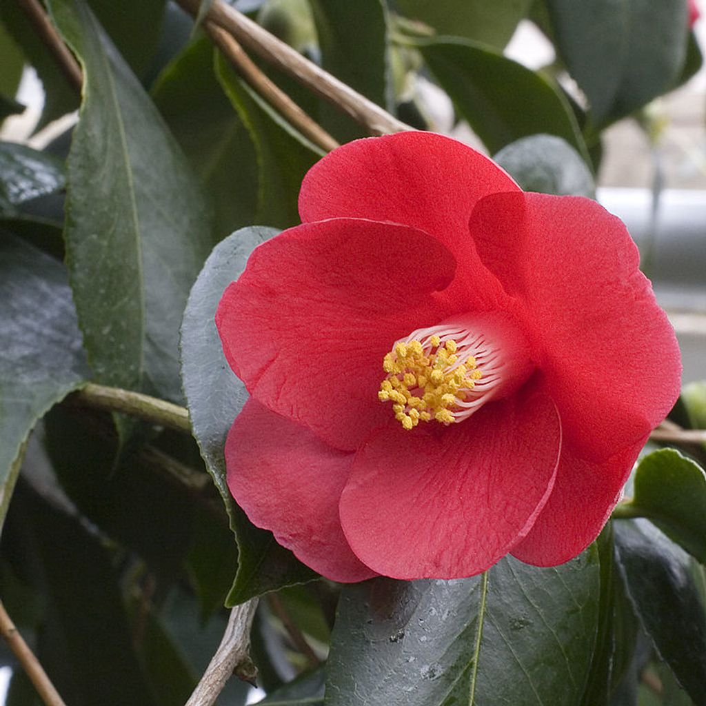 768px-Camellia.japonica.cv_.Ashiya.7166.jpg