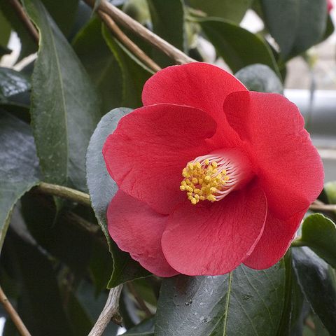 768px-Camellia.japonica.cv_.Ashiya.7166.jpg