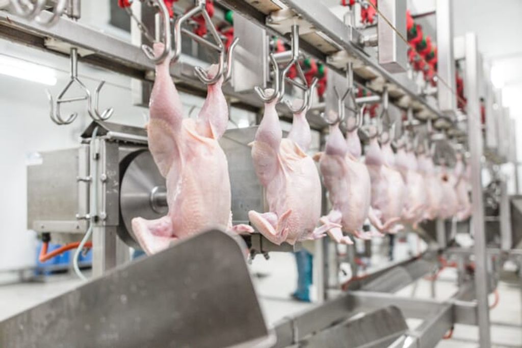 Perkhidmatan Upah Proses Ayam Selangor – Berkualiti, Bersih & 100% Halal!