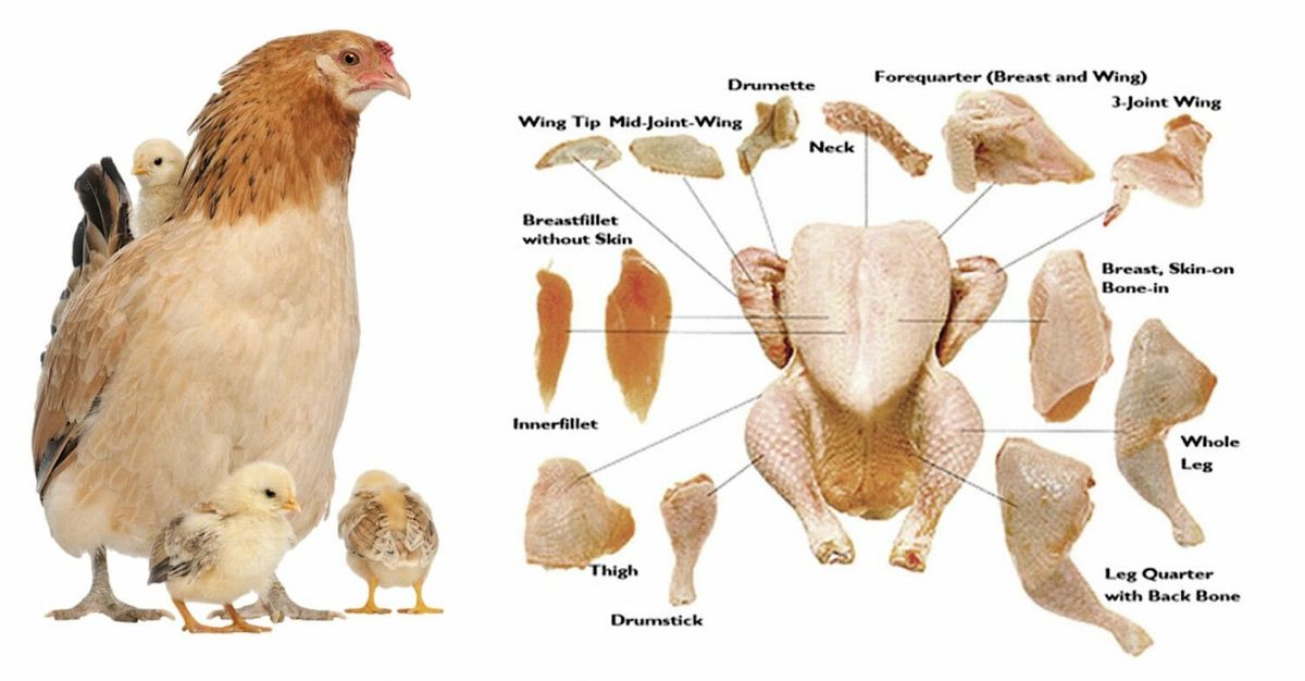 Pembekal Chicken Part di Selangor – Ayam Segar & Berkualiti untuk Perniagaan