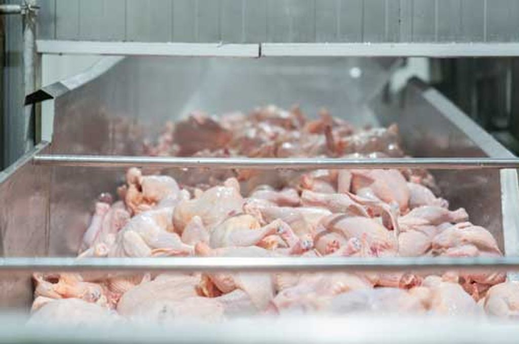 Ayam Segar Murah Selangor, Direct Kilang Proses Ayam!!