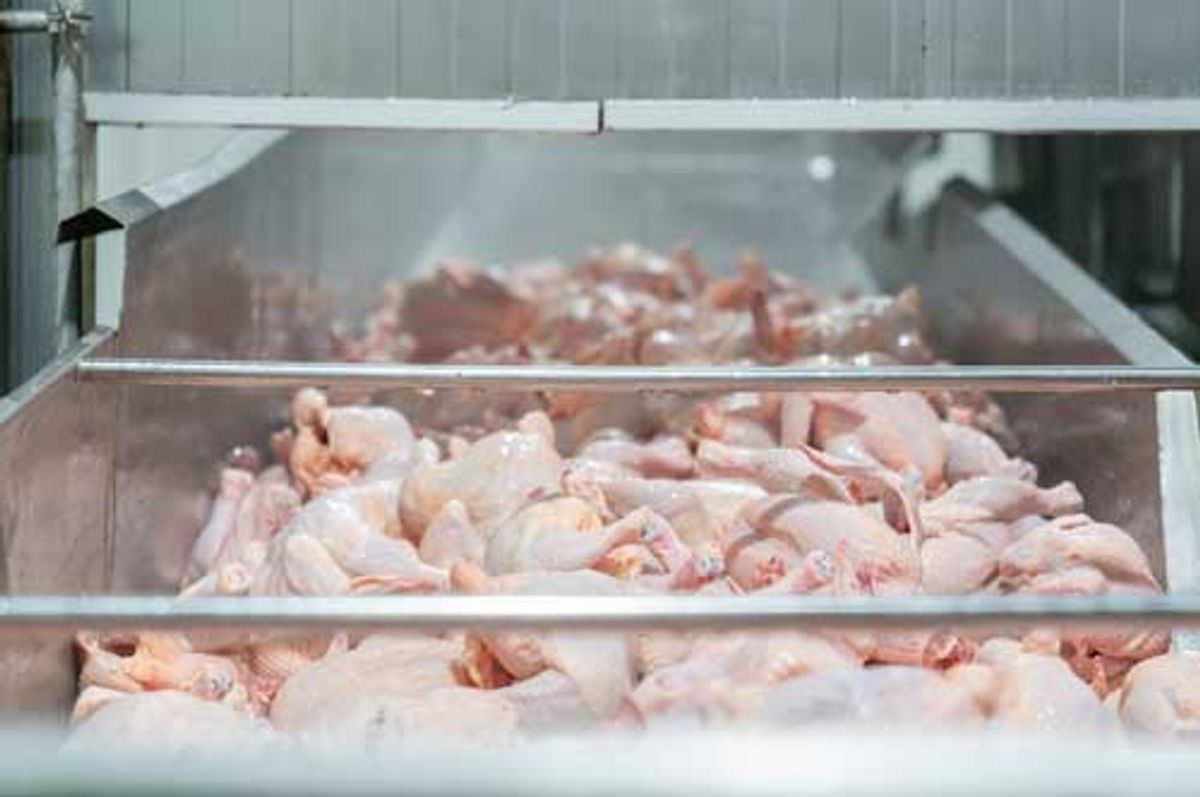 Ayam Segar Murah Selangor, Direct Kilang Proses Ayam!!