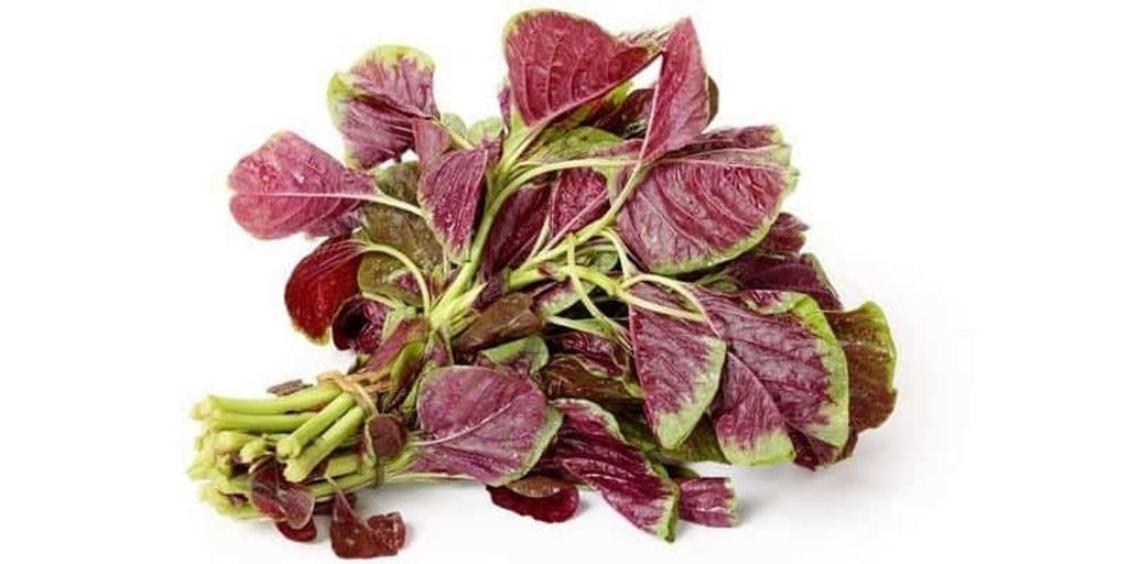 Red Spinach