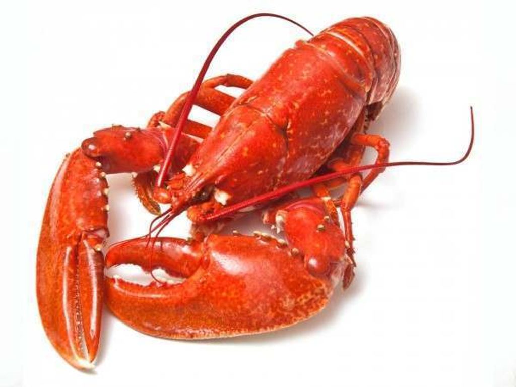 Cooked-Native-Lobster-new-website_600x600.jpg