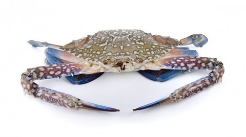 blue-swimming-crabs-isolated_55883-7686.jpg