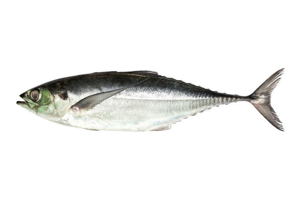 torpedo-scad-finny-scad-finletted-mackerel-scad-isolated-white-background-clipping-path-64533372.jpg