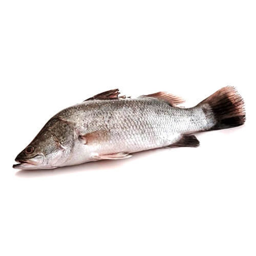 Harga Ikan Siakap 1kg