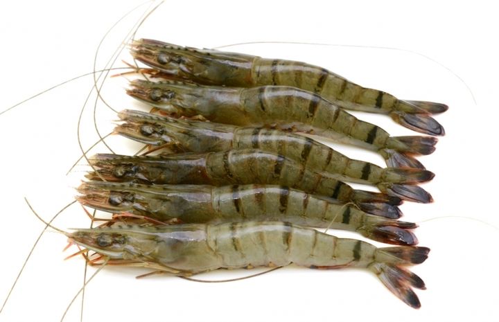Black_Tiger_Prawn-768x496.jpg