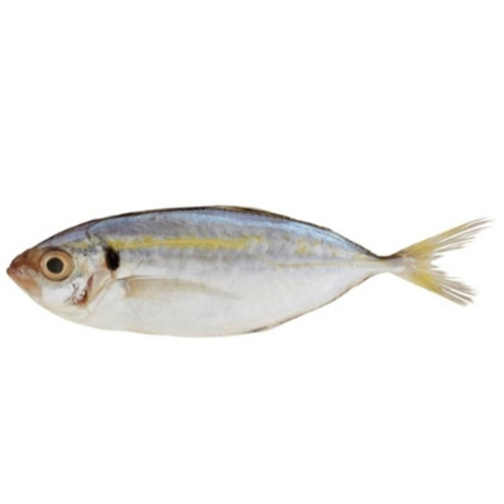 Untitled design (14).png