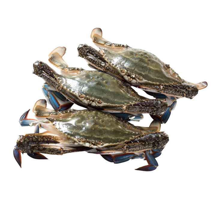 Untitled design (5).png