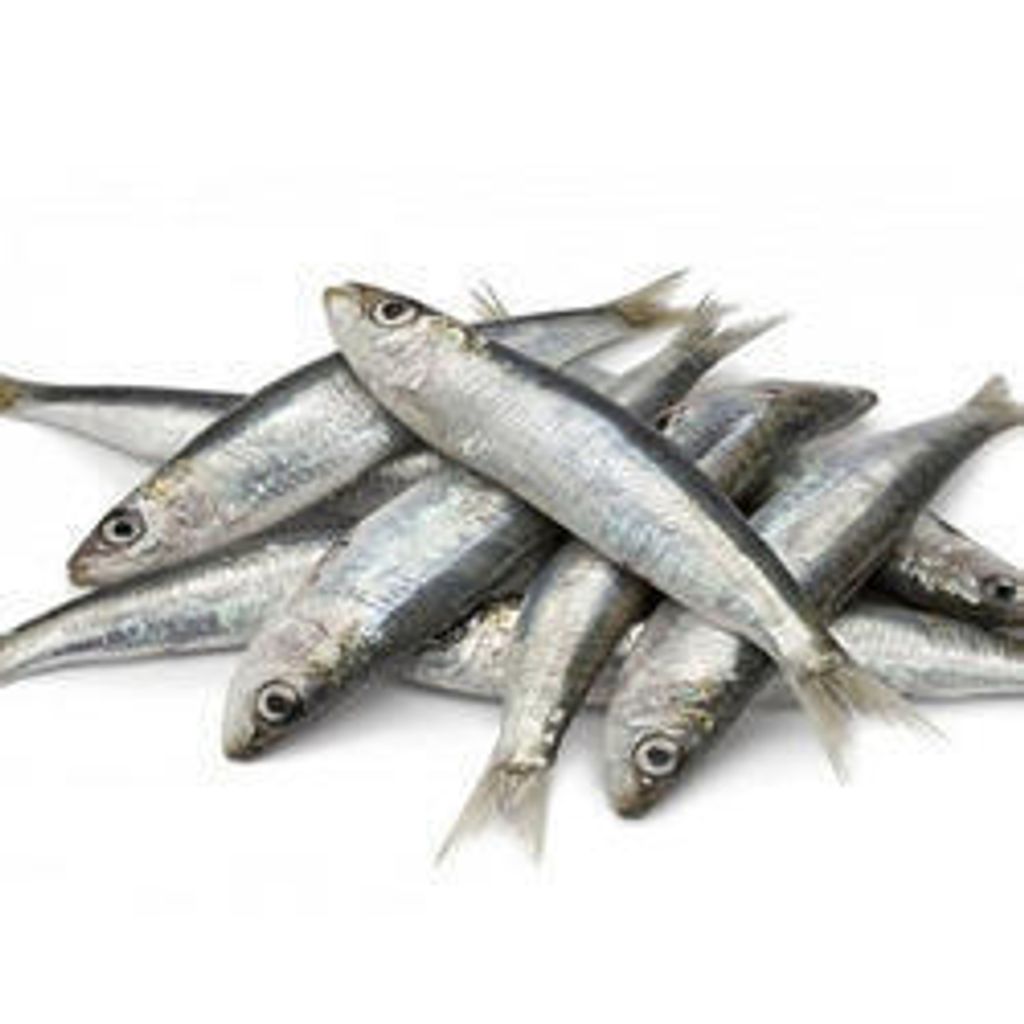 sardine-fish-250x250-1