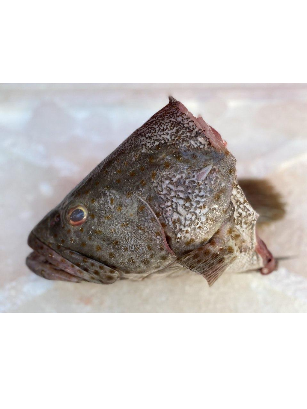 grouper head.png