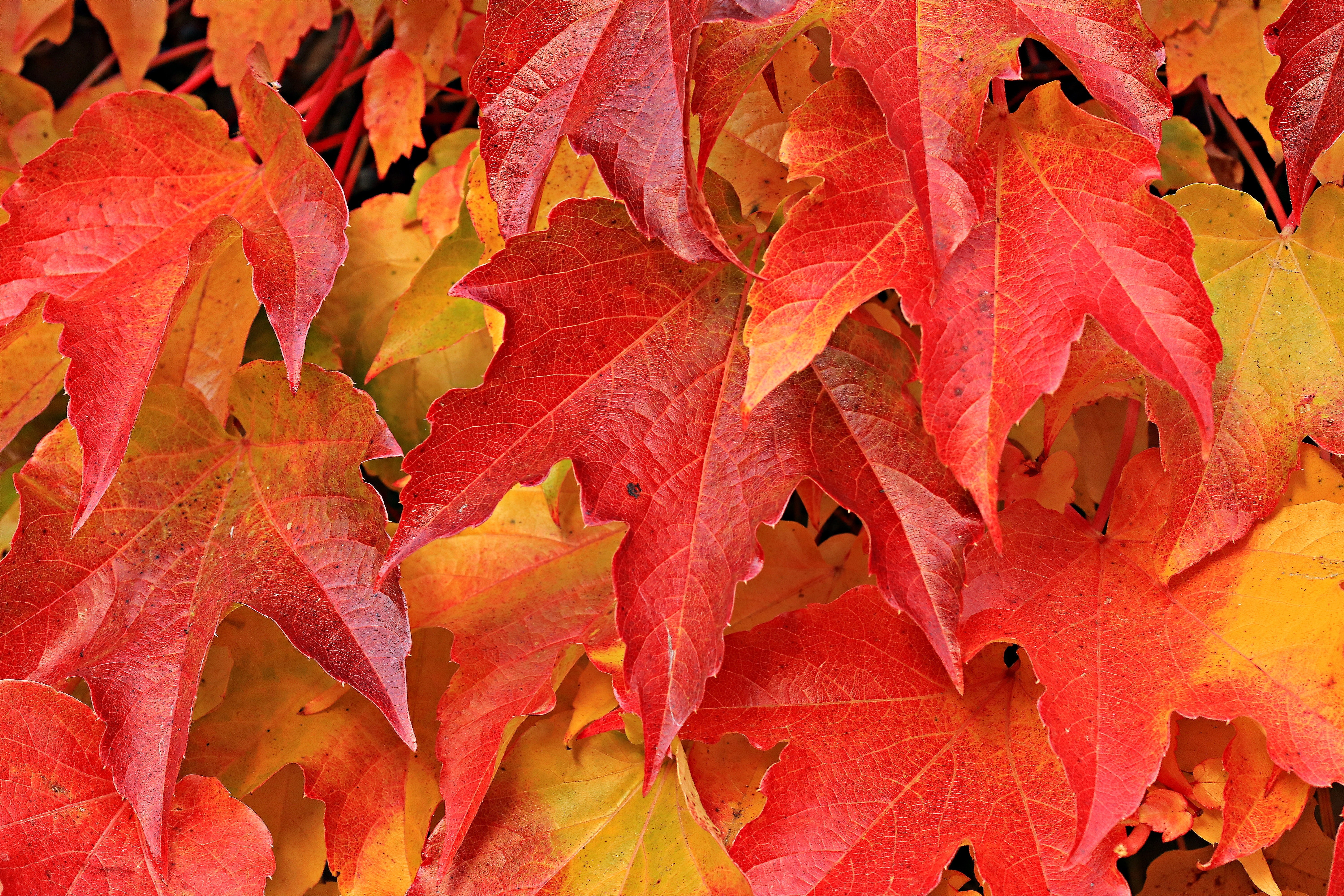 autumn-autumn-colours-autumn-leaves-235767.jpg