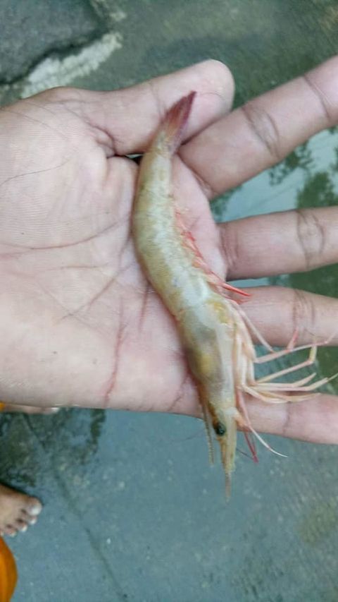 local shrimp.jpg