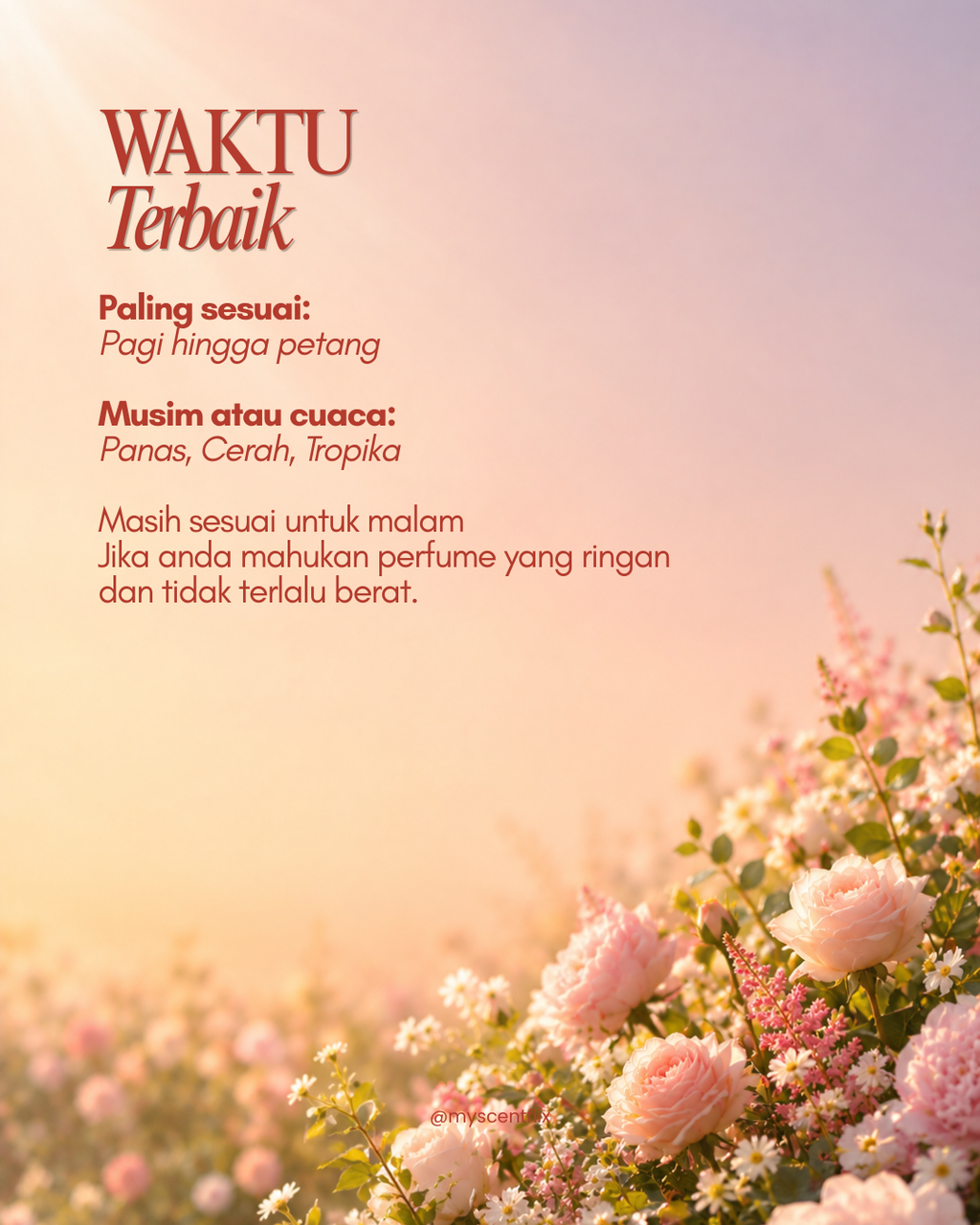 SCENTFLIX Zara Wonder Rose 4