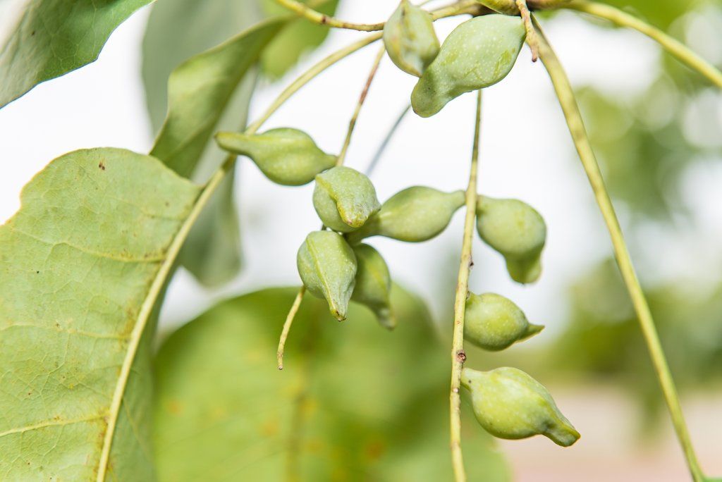 Ingredient 101: An Antioxidant-Packed Australian Superfruit
