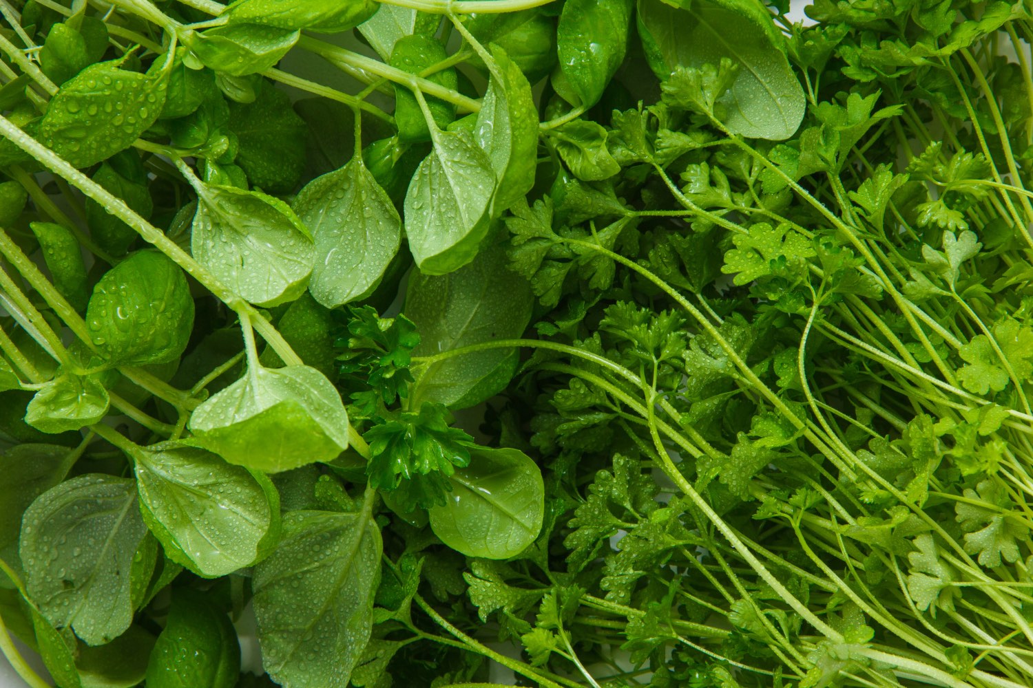 top-view-greens-leaf-vegetables-horizontal (1)