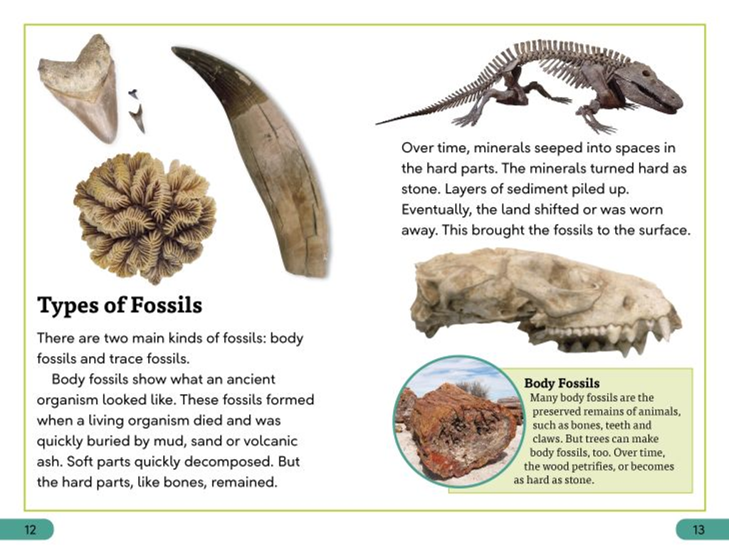 FOSSILS 1A