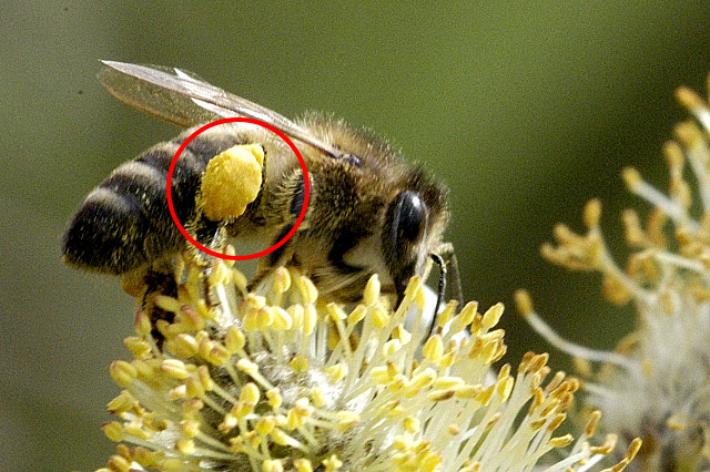 蜜蜂採花粉Aweb.jpg