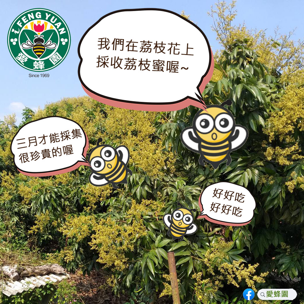 愛蜂園_荔枝蜜介紹-小學生篇-2.jpg
