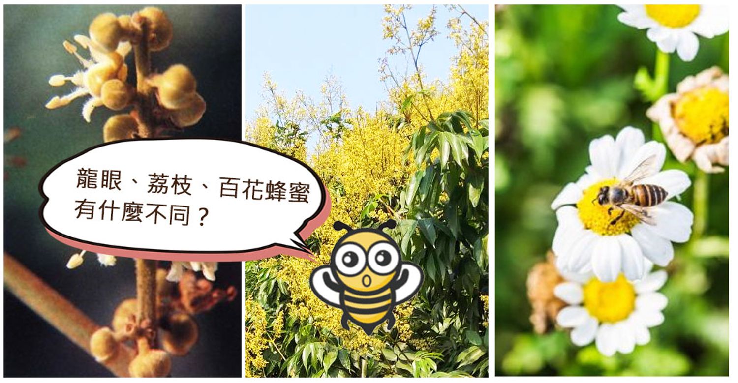 愛蜂園新竹天然蜂蜜50年養蜂專家 - 【愛蜂園小學堂】龍眼、荔枝、百花蜂蜜有什麼不同？