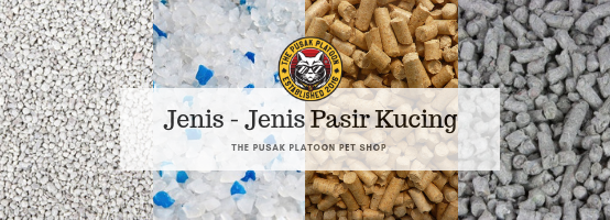 Harga Grooming Kucing  Daftar Harga Terbaru April 2020