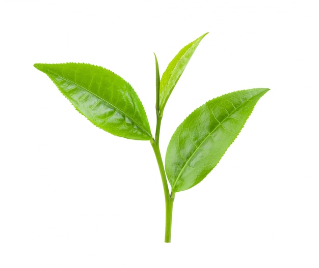 green-tea-leaf-isolated-white_253984-4292.jpg