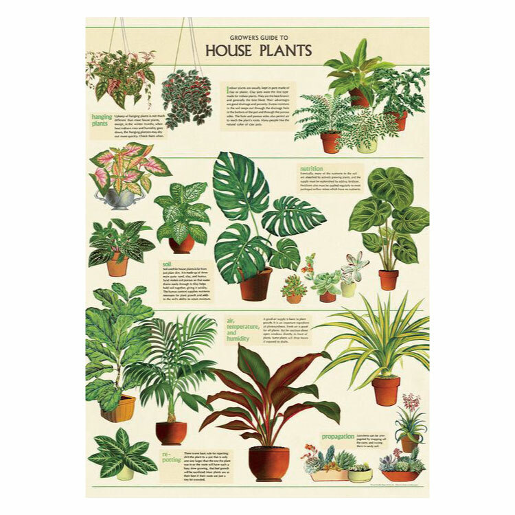 house-plants.jpg