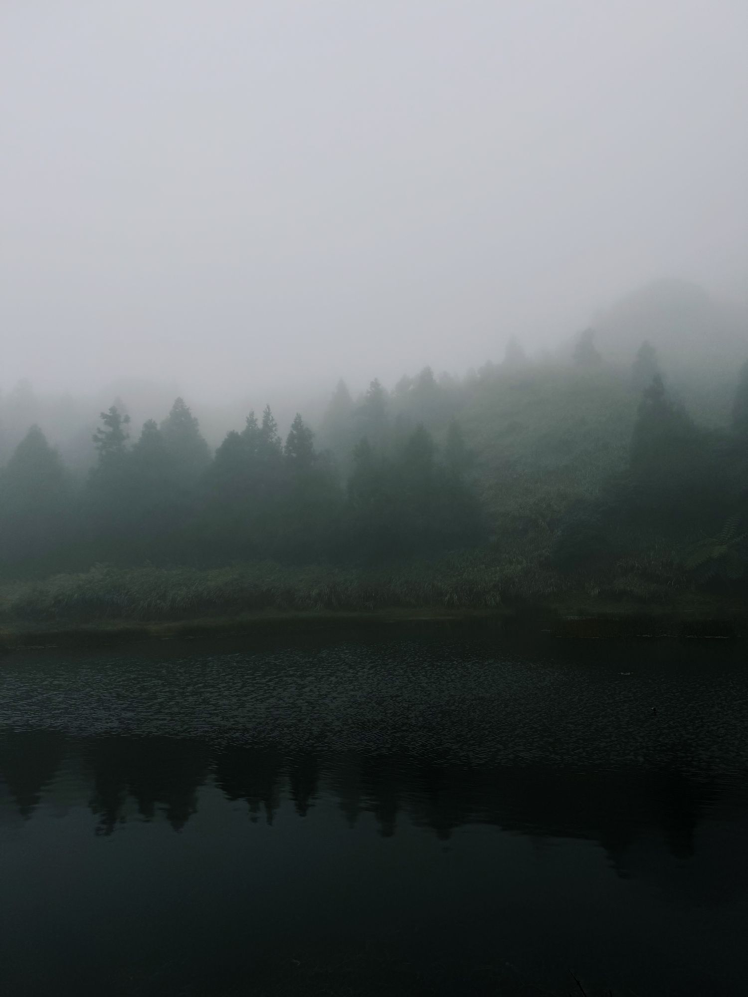 EMMPTYFOREST  | Brighten your day | 