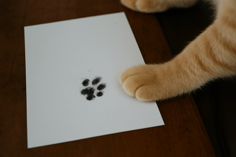 C47DC431-5493-4C1F-9F21-16B42E133EF9