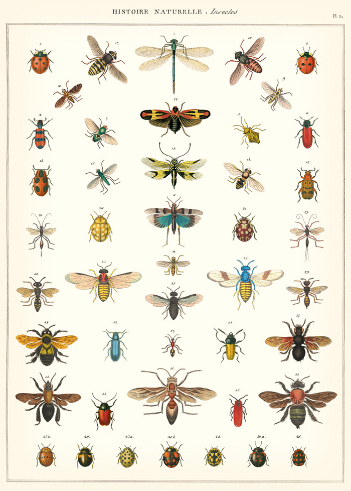 昆蟲的自然歷史.jpg