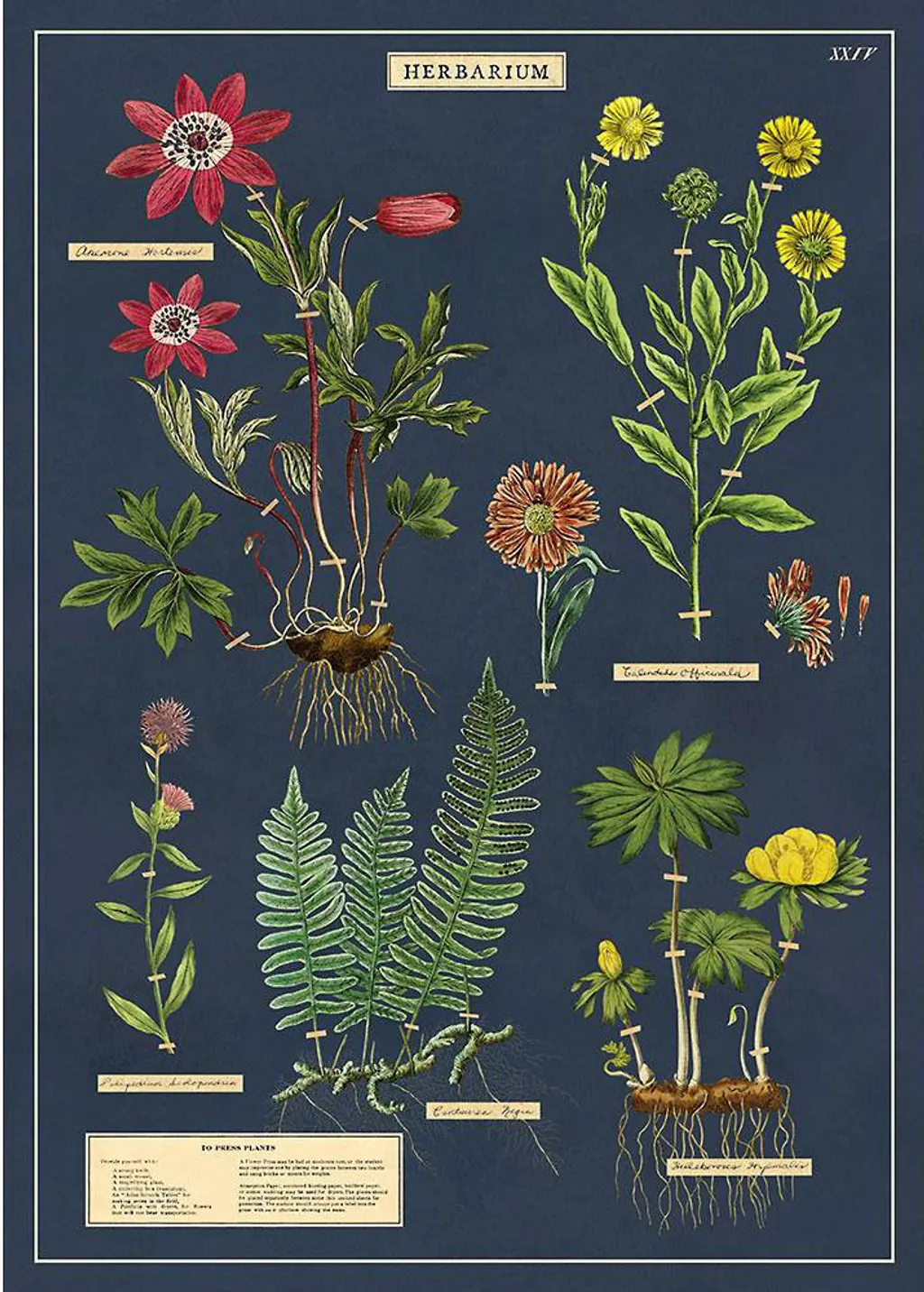 美國cavallini Co Wrap 包裝紙 海報植物標本 茶筆巷文具生活空間tpl Stationery